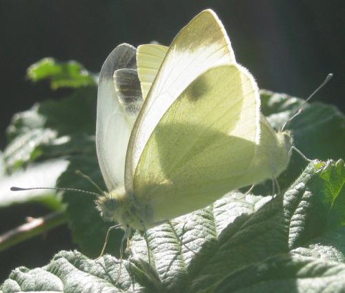 Réf. 260 196 : Pieris mannii